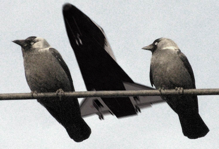 Птицы на авиабазе Эдвардс-Роджерс. Автор: Гришель Максим.